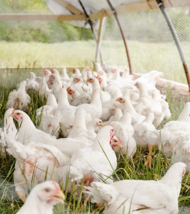 zoe-schaeffer-gHAAa9U4a0k-unsplash